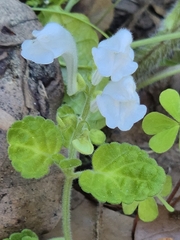 Scutellaria indica, photograph (c) Rainer Breitling, some rights reserved (CC BY)