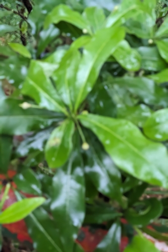 Pittosporum illicioides, photograph 2