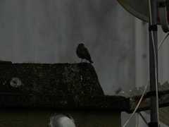 Phoenicurus ochruros