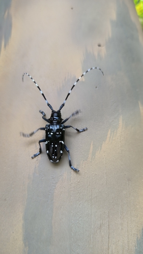 Citrus Longhorn Beetle