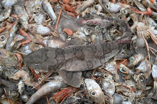 Cephaloscyllium fasciatum observed 2026-04-18