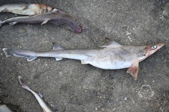 Longnose Houndshark photo 2
