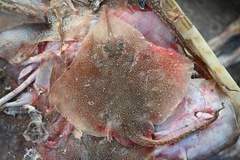 Fine-Spotted Skate photo 1