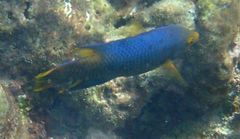 Bodianus rufus