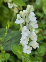Scutellaria indica, photograph (c) Rainer Breitling, some rights reserved (CC BY)