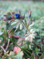 Veronica triphyllos