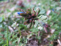 Veronica triphyllos