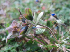 Veronica triphyllos