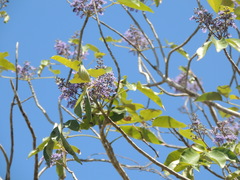 Vitex gaumeri