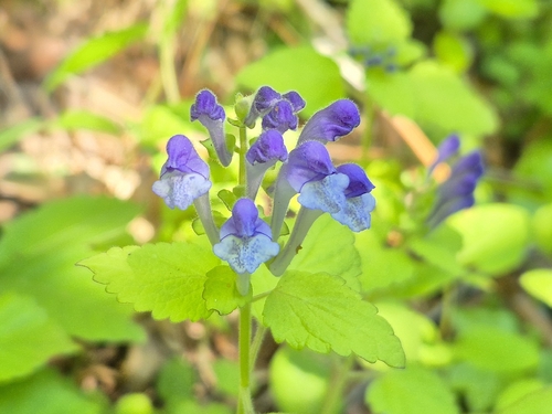 Scutellaria indica, photograph 2