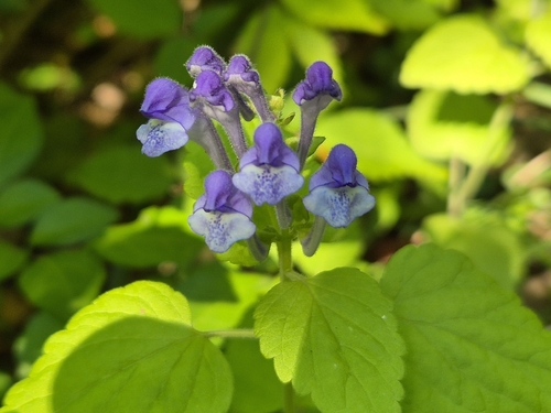 Scutellaria indica, photograph 3