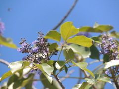 Vitex gaumeri
