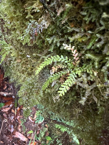 Calymmodon gracilis observed 2026-05-02