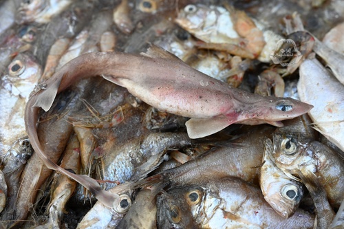 Pygmy ribbontail catshark (Eridacnis radcliffei) — Proscylliidae