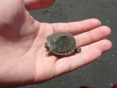 Trachemys scripta elegans