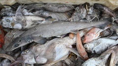 Blackfin Gulper Shark photo 1