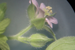 Geranium texanum