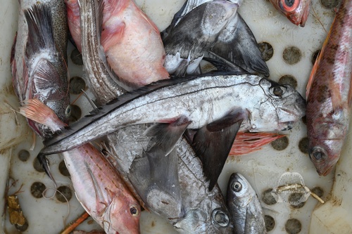 Chimaera (Chimaera phantasma) — Chimaeridae