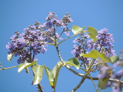Vitex gaumeri