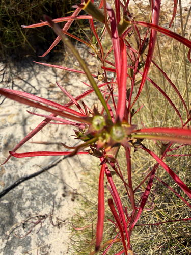 Ludwigia perennis observed 2026-05-05