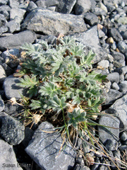 Potentilla pulchella