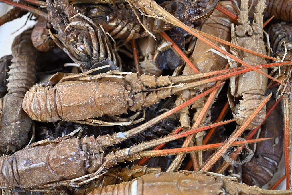 Oriental Spear Lobster
