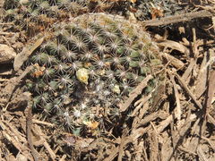 Mammillaria gaumeri
