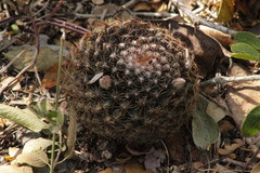 Mammillaria gaumeri