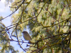 Ficedula hypoleuca