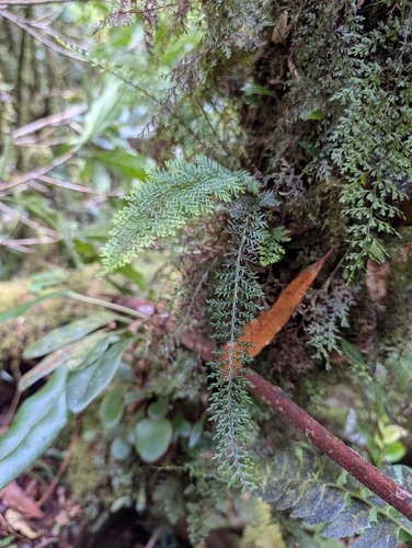Oreogrammitis tenuisecta observed 2026-05-03