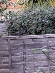 Turdus merula