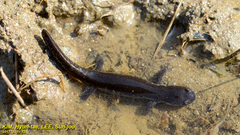 Hynobius unisacculus