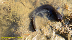 Hynobius unisacculus