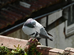 Columba livia domestica