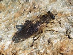 Chalcosyrphus eunotus