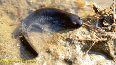 Hynobius unisacculus