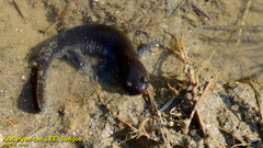 Hynobius unisacculus