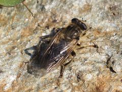 Chalcosyrphus eunotus