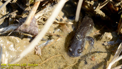 Hynobius unisacculus