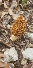 Morchella americana