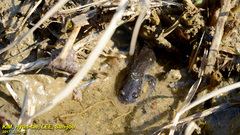 Hynobius unisacculus