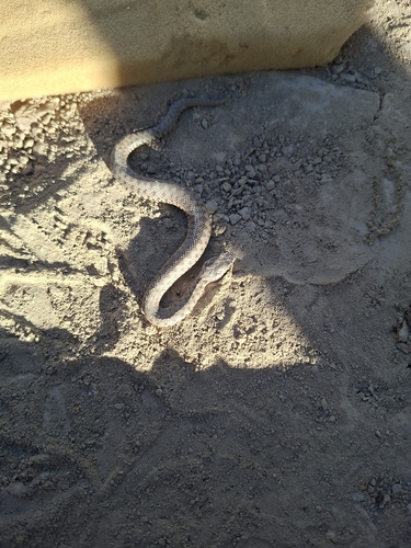 Adder