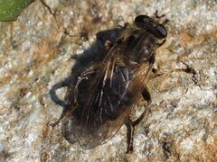 Chalcosyrphus eunotus