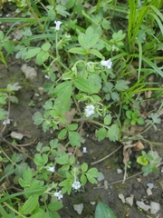 Phacelia ranunculacea