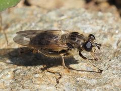 Chalcosyrphus eunotus