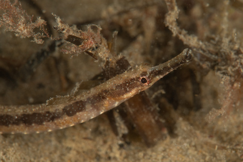 Pipefish (Leptonotus elevatus) — Syngnathidae