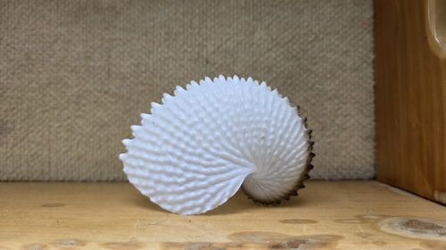 Argonauta nodosus observed 2026-05-05