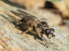 Chalcosyrphus eunotus
