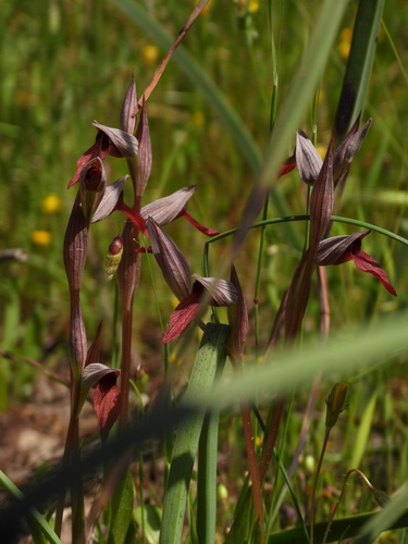 Serapias strictiflora, photograph 4