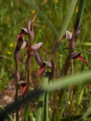Serapias strictiflora, photograph (c) Duarte Frade, some rights reserved (CC BY)